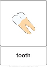 Bildkarte - tooth.pdf